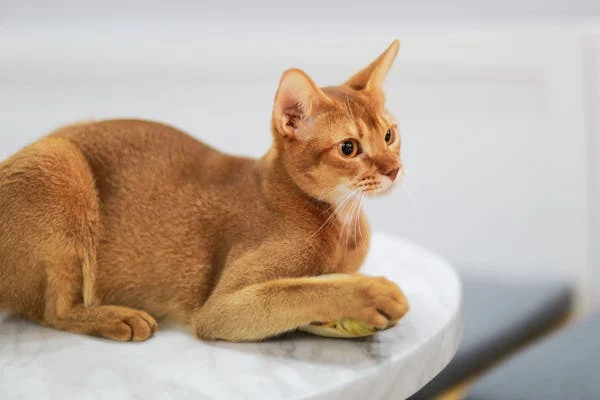 Abyssinian Cats