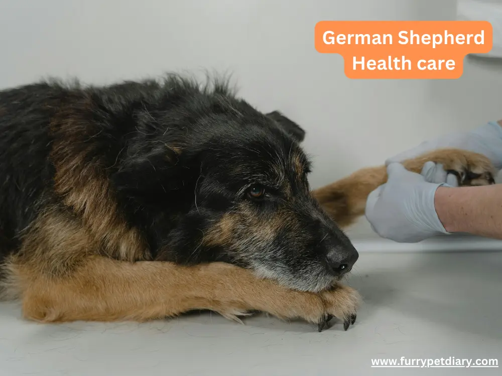 German Shepherd care