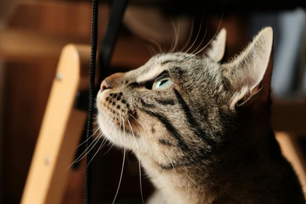 american bobtail cats breeds