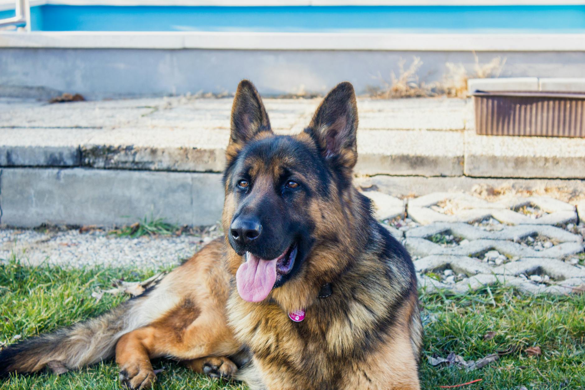 Different Types of German Shepherd Lines