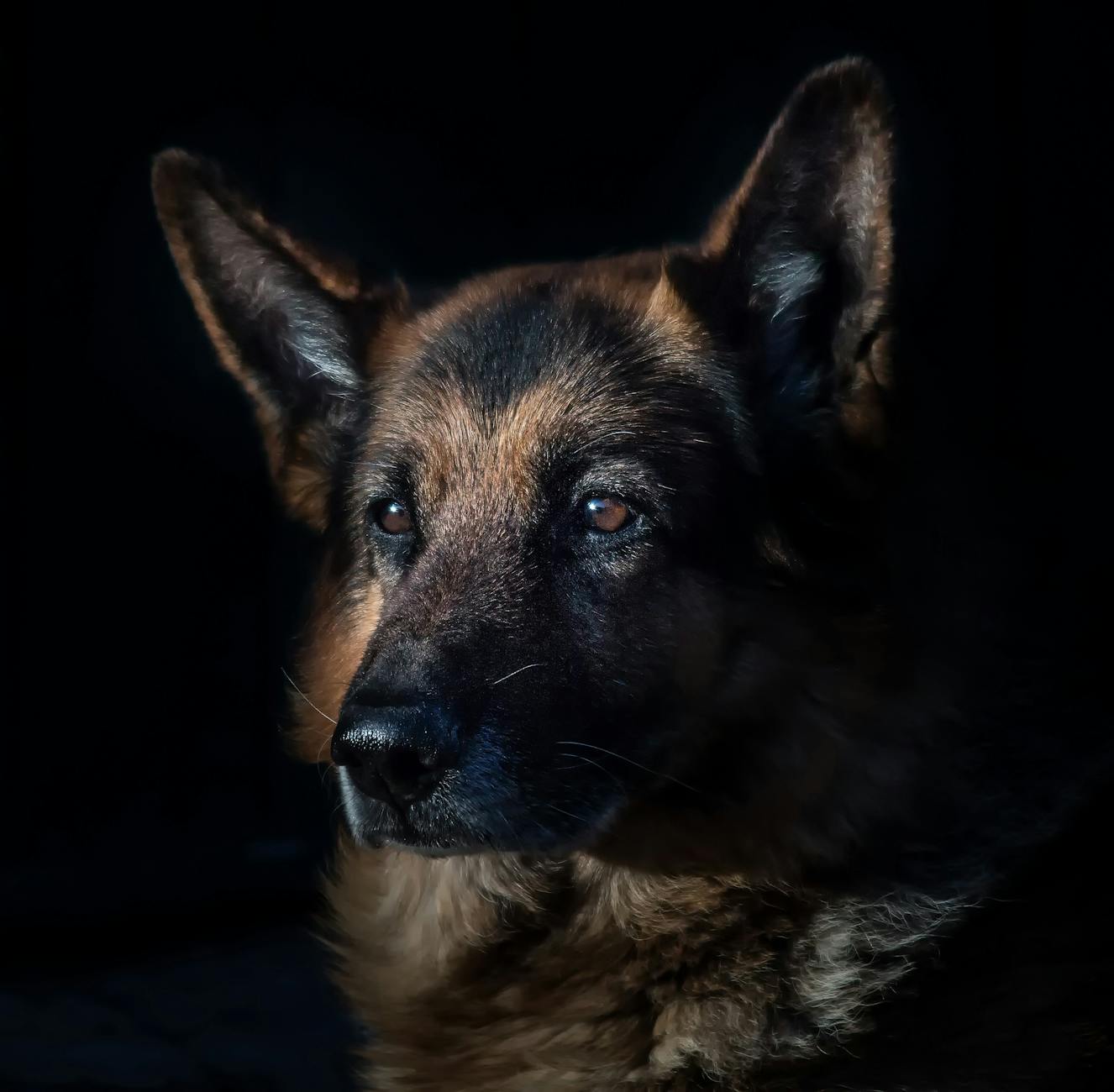 German Shepherd breeds