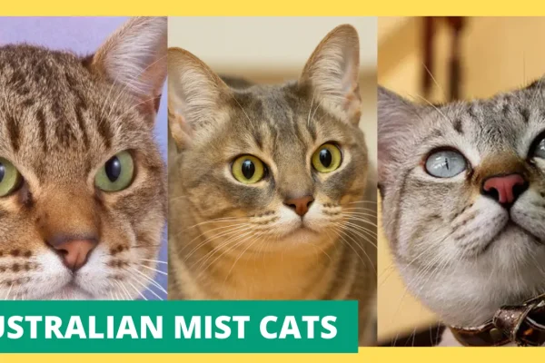 Australian Mist Cat