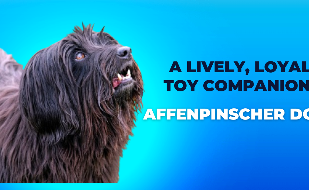 Affenpinscher Dog Breed