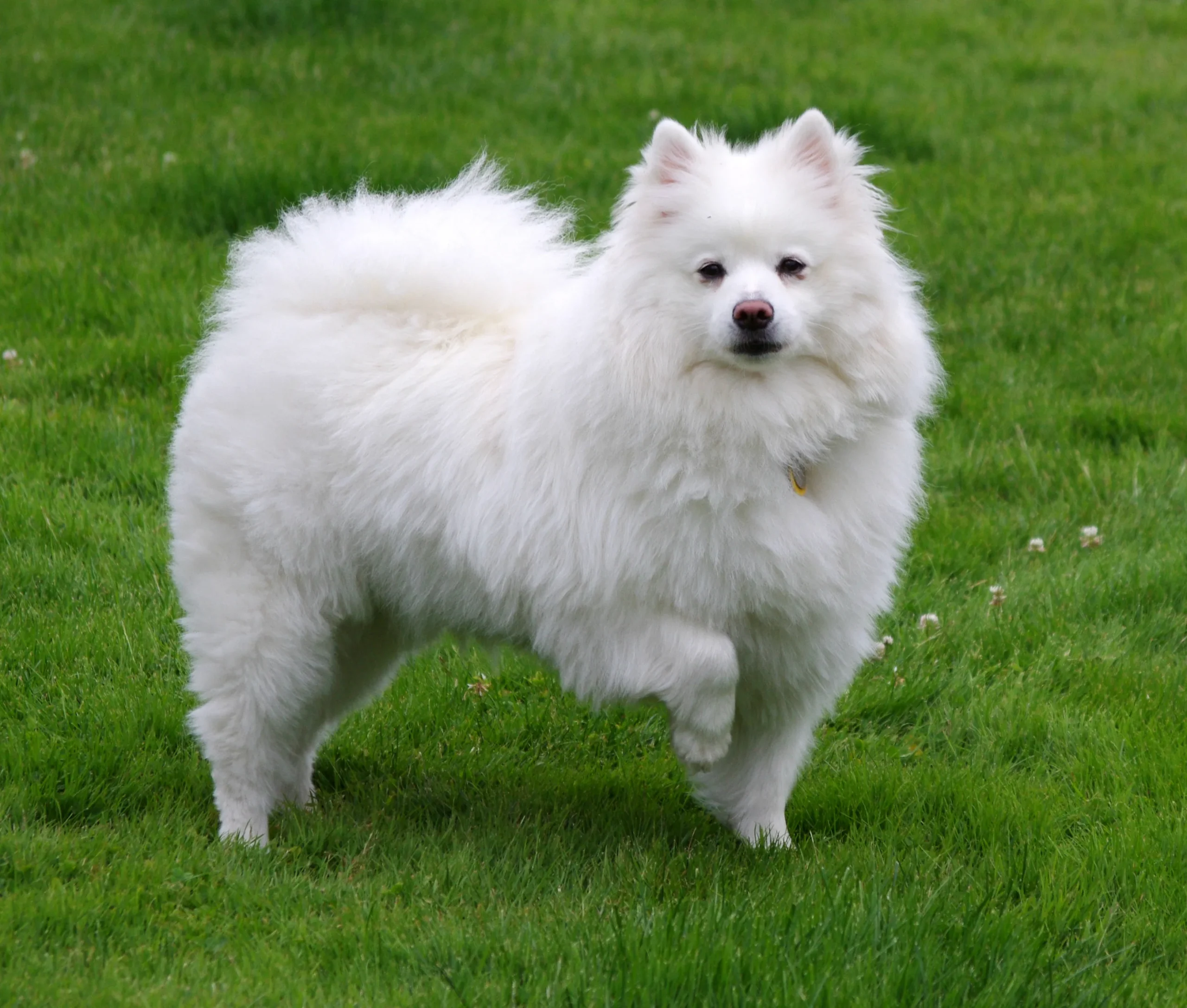 American Eskimo Dog puppy with fluffy white fur