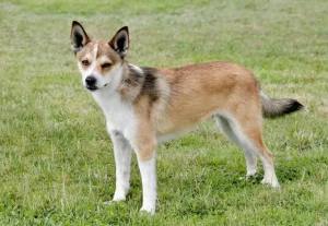 lexible Norwegian Lundehund displaying rare neck movement