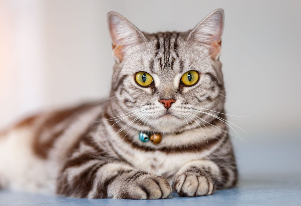 American Shorthair Cat