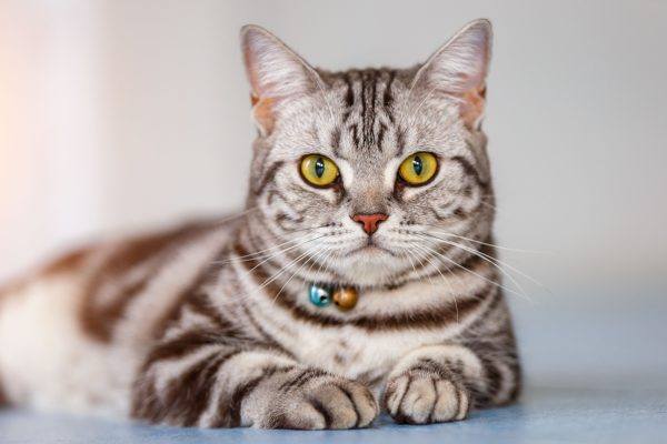 American Shorthair Cat