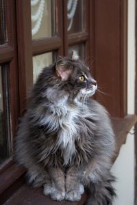 Maine Coon cat sitting with children and a dog, showing compatibility Maine Coon sitting with children and a dog, showing compatibility
