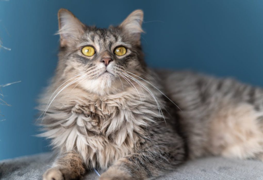 Large Maine Coon cat lying on a windowsill