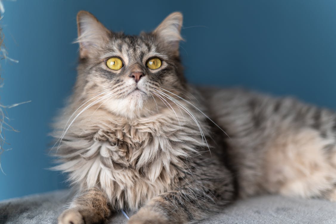 Large Maine Coon cat lying on a windowsill