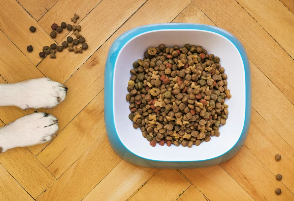 Overhead Shot of Dog Food in a White and Blue Bowl Balanced Diet for Your Dog