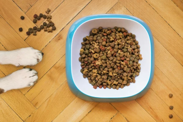 Overhead Shot of Dog Food in a White and Blue Bowl Balanced Diet for Your Dog