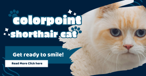 Colorpoint Shorthair cat