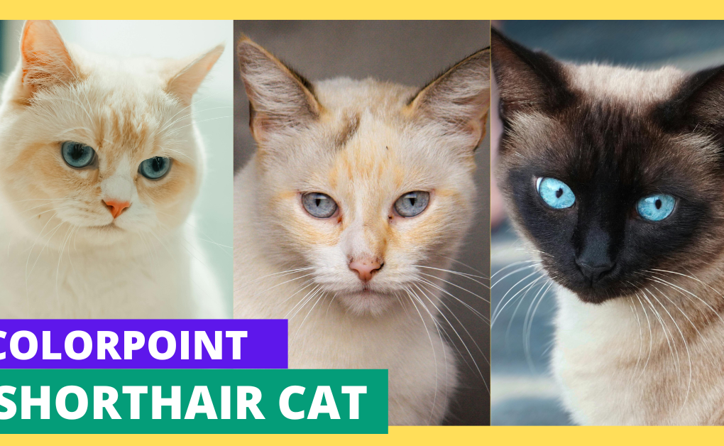 Colorpoint Shorthair cat