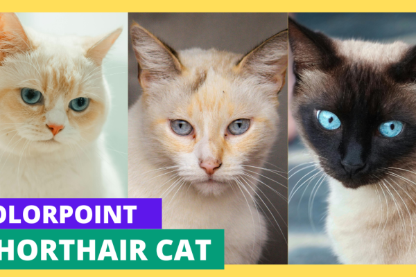 Colorpoint Shorthair cat